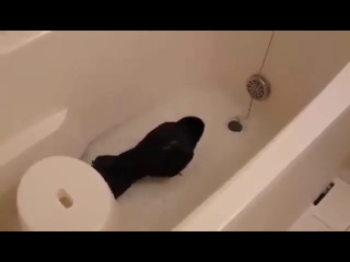 crow takes a shower :)